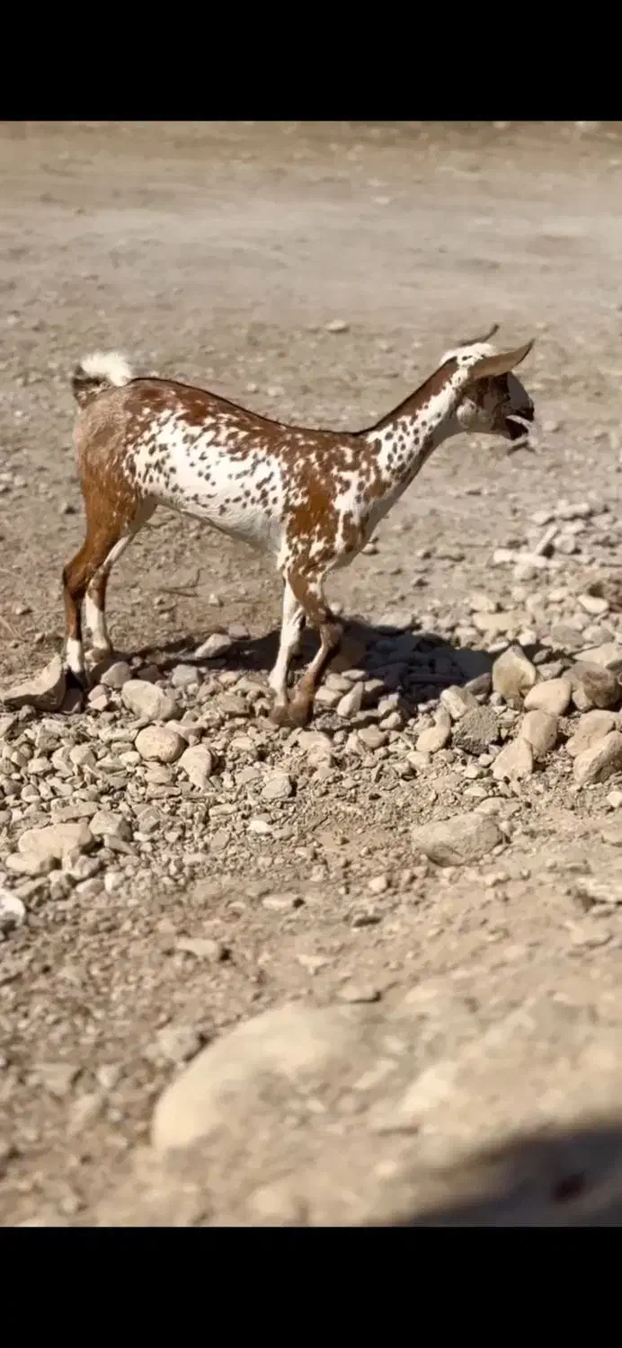 بز از بندر|حیوانات مزرعه|اردستان, |دیوار