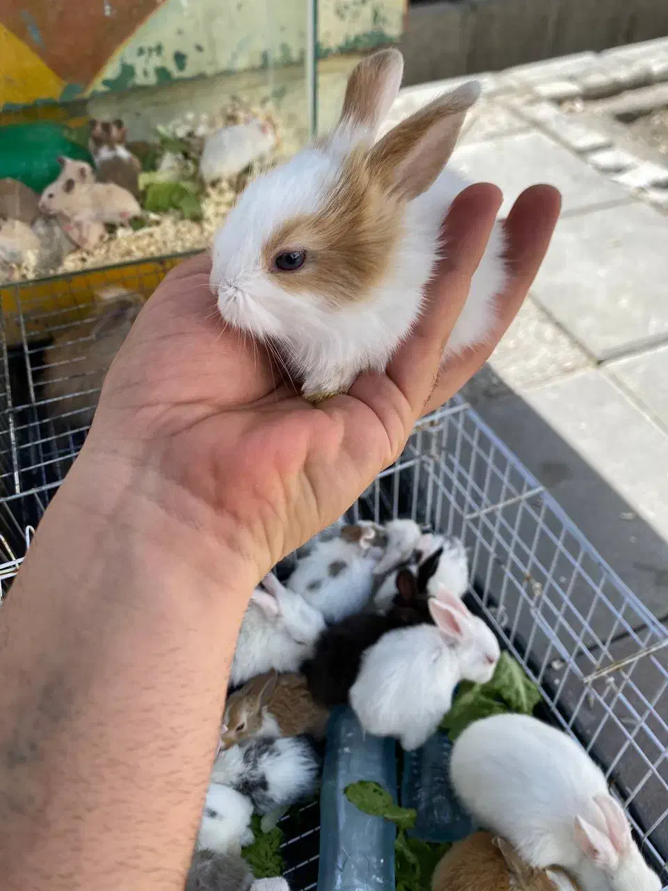 مینی خرگوش|موش و خرگوش|کرمانشاه, |دیوار