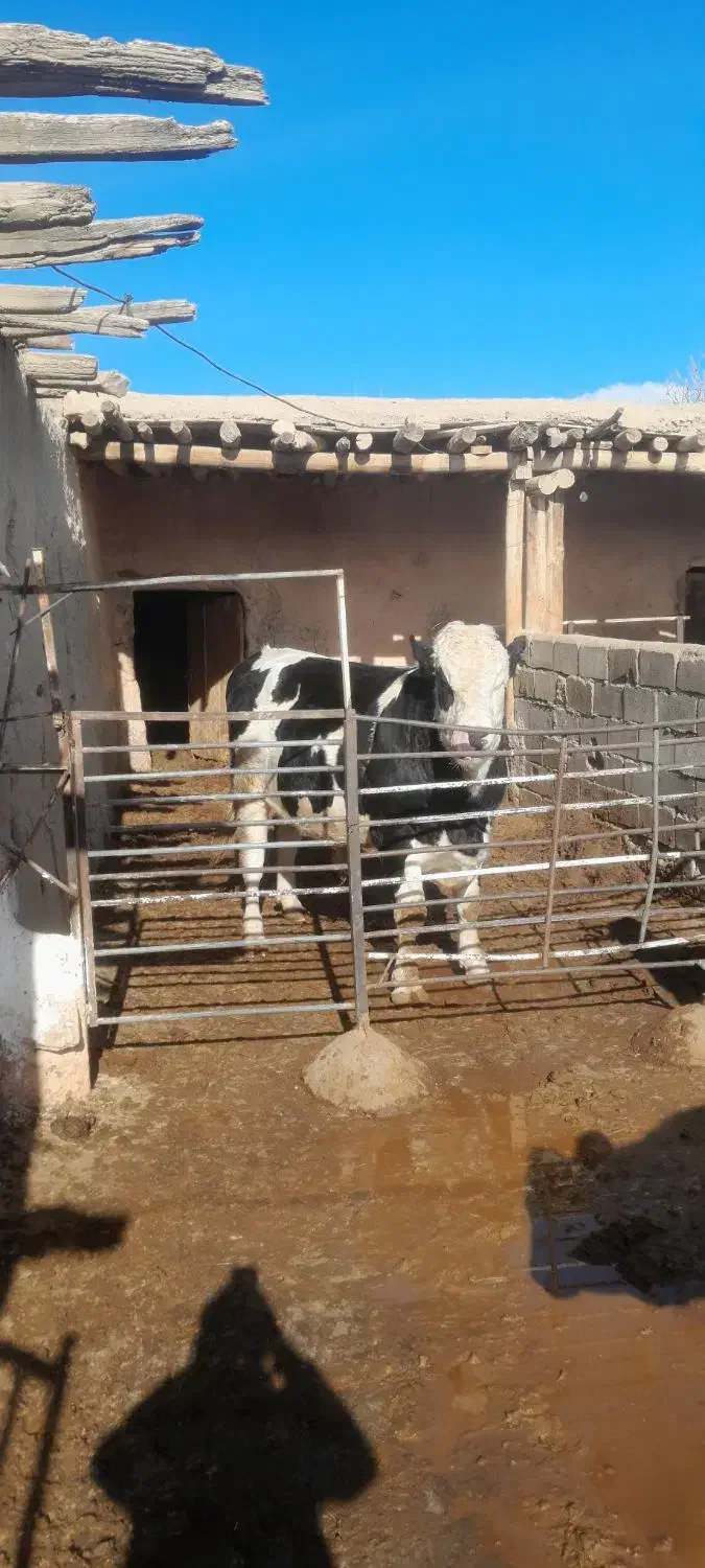 گوساله نر|حیوانات مزرعه|اسفراین, |دیوار