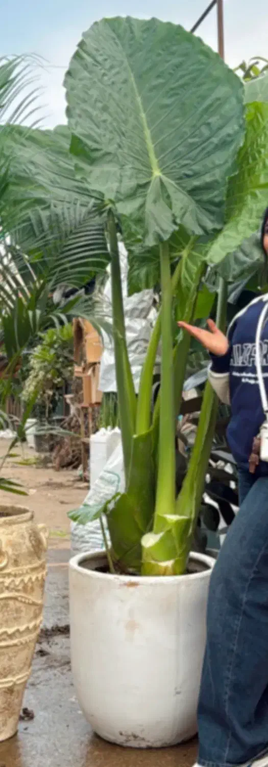 گل طبیعی گیاه باباآدم دو بوته ریشه دار|گل و گیاه طبیعی|تهران, نیروی هوایی (پیروزی)|دیوار