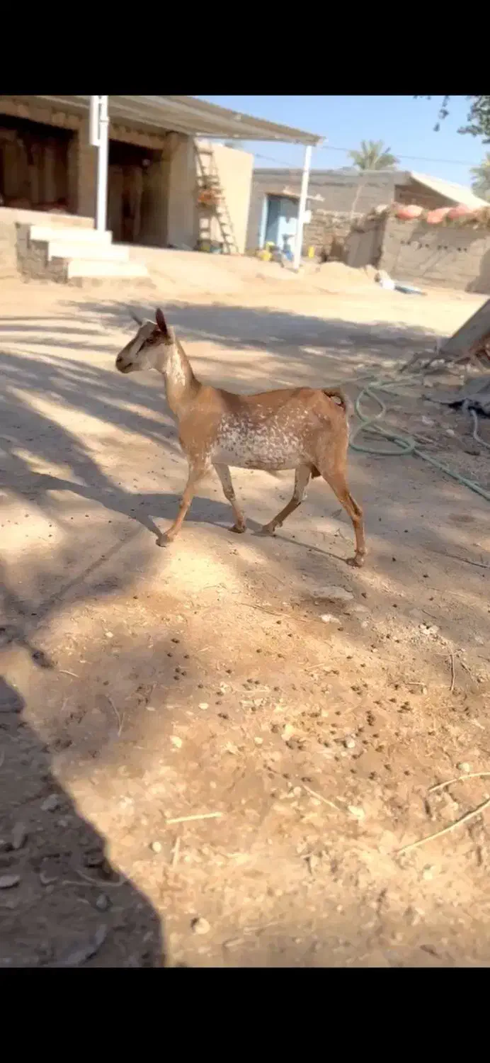 گل گلی گوسفند|حیوانات مزرعه|اصفهان, نقش جهان|دیوار