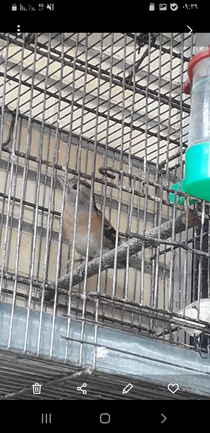 سهره|پرنده|مبارکه, |دیوار