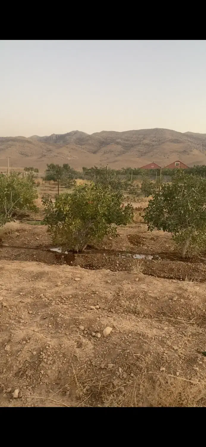 باغ پسته|فروش زمین و ملک کلنگی|شیراز, حومه شیراز|دیوار