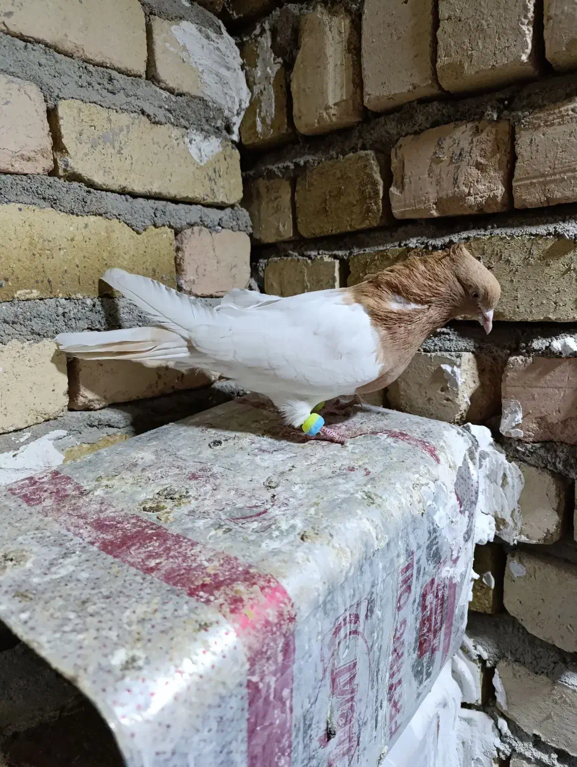 کبوتر پرنده|پرنده|بروجرد, |دیوار