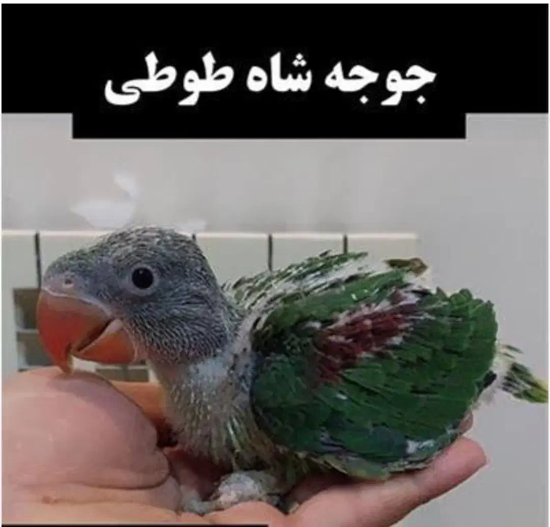 جوجه شاه طوطی|پرنده|بیرجند, |دیوار