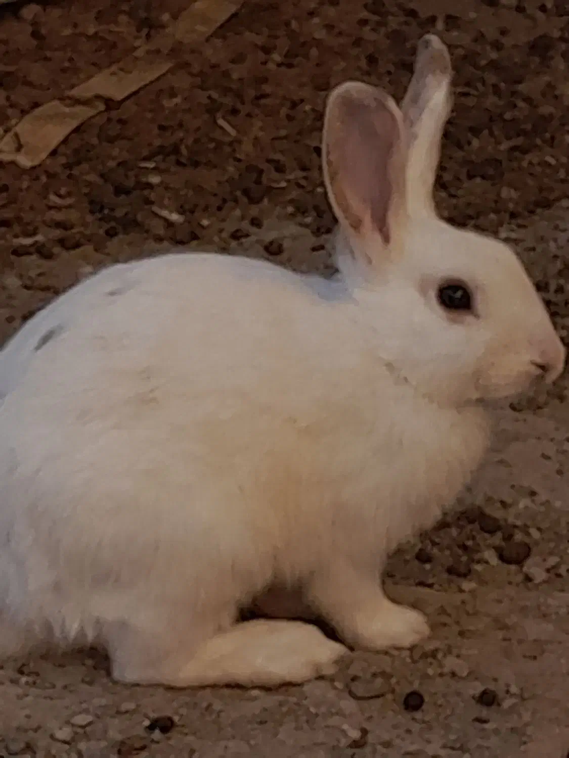 خرگوش|موش و خرگوش|نقده, |دیوار