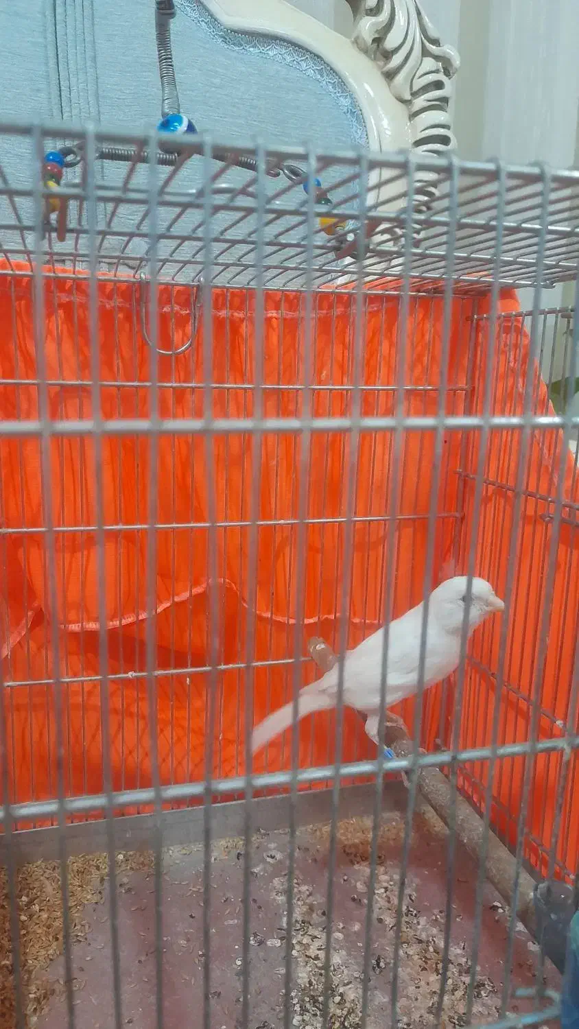 قناری نر|پرنده|ری, علایین|دیوار