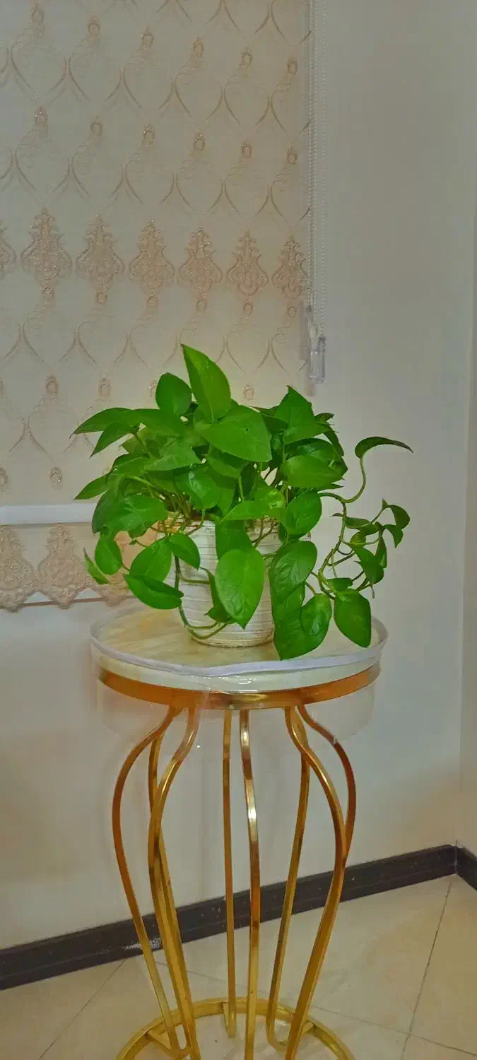 گلدان. گلدان پتوس|گل و گیاه طبیعی|تهران, شهرک ولیعصر جنوبی|دیوار