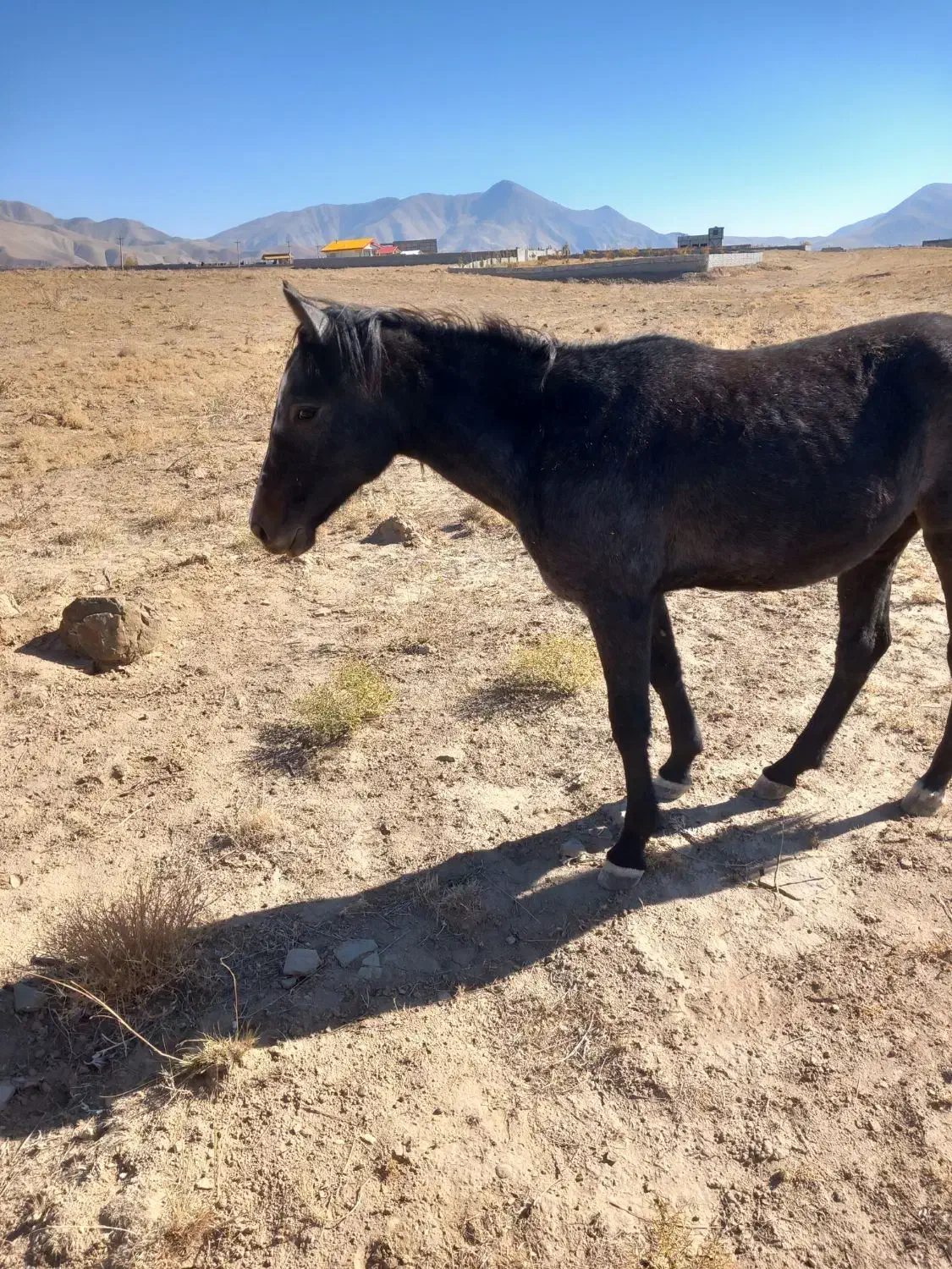 اسب مادیان|اسب و تجهیزات اسبسواری|خواجه, |دیوار