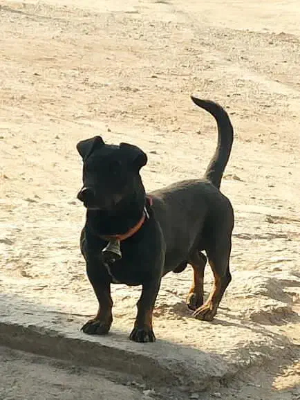 توله پیتبول|سگ|خمینی‌شهر, |دیوار