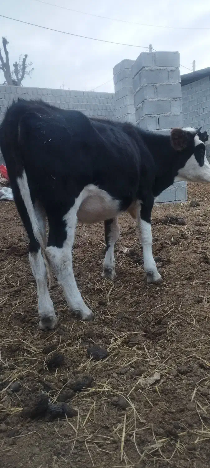 تلسه|حیوانات مزرعه|فراغی, |دیوار