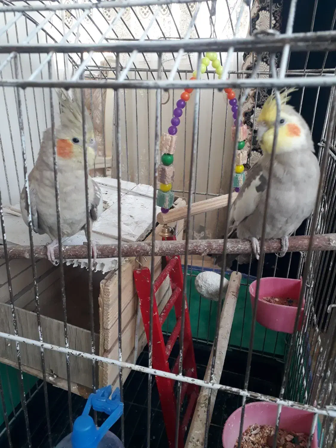 طوطی زیبای عروش هلندی|پرنده|محمدشهر, محمدشهر|دیوار