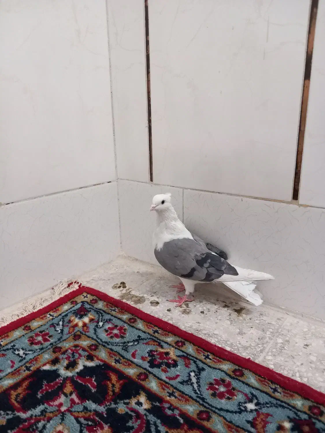 کبوتر پرشی خوش خال بازی کن|پرنده|اصفهان, حصه جنوبی|دیوار