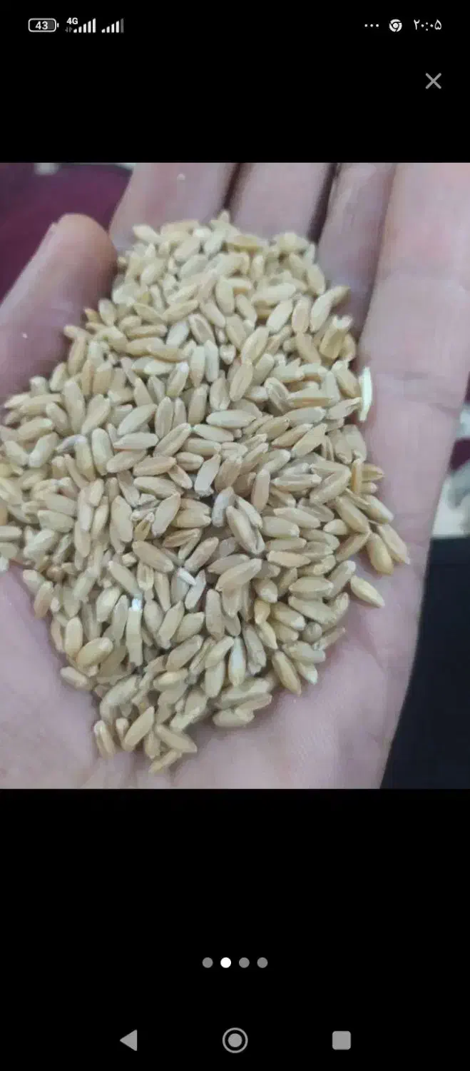 گندم سفید|خدمات باغبانی و درختکاری|ایوان, |دیوار