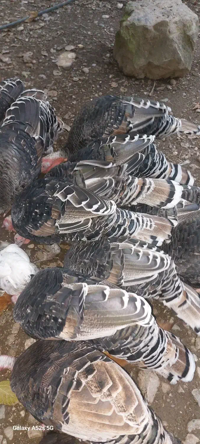 بوقلمون|حیوانات مزرعه|رشت, حافظ آباد|دیوار