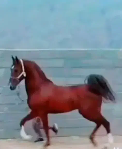 اسب نریان سلطنتی|اسب و تجهیزات اسب‌سواری|تهران, حر|دیوار