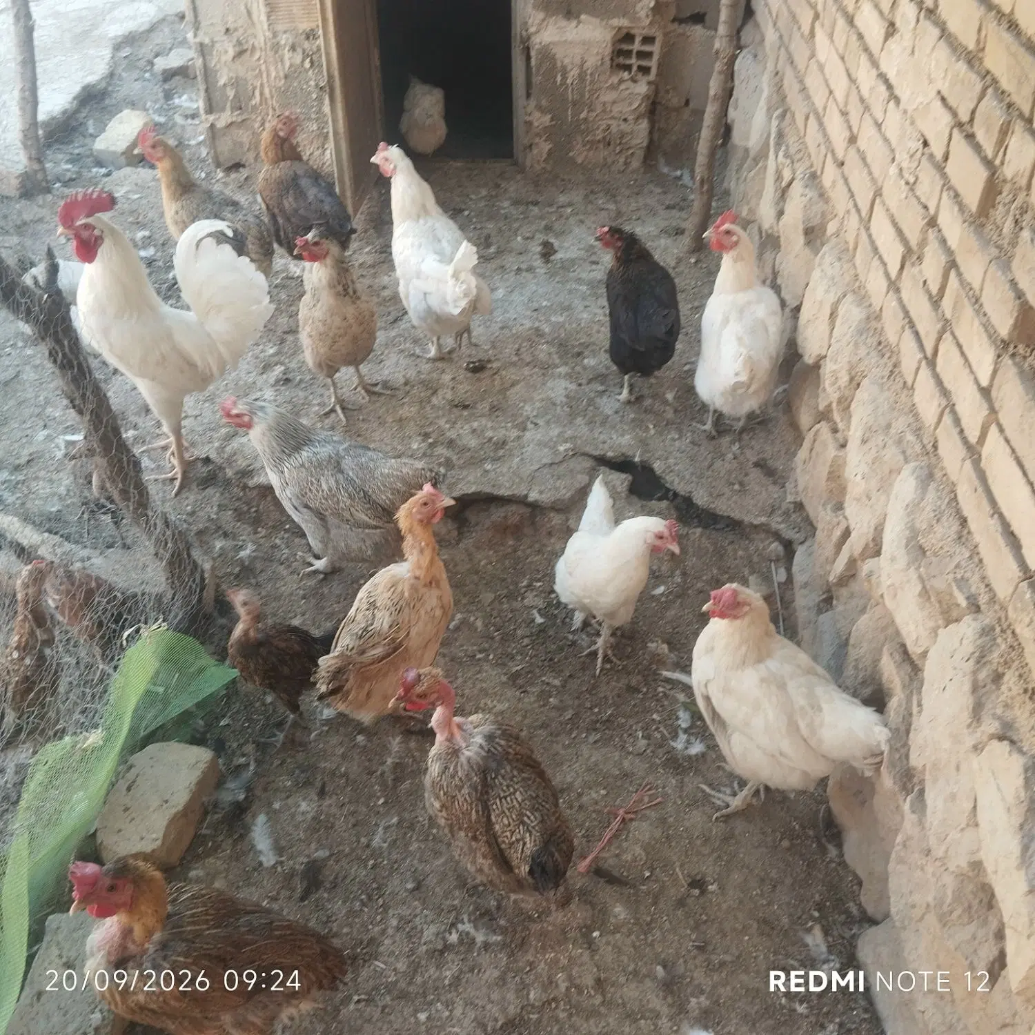 مرغ|حیوانات مزرعه|لردگان, |دیوار