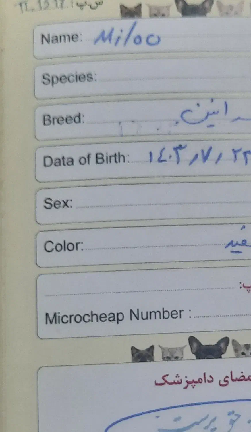 سگ پامرانین عروسکی|سگ|زیباکنار, |دیوار