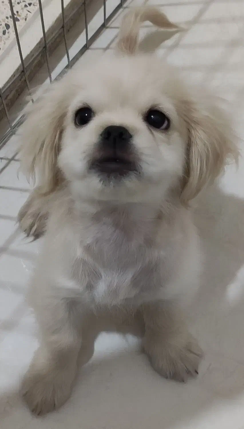 نژاد پیکینیز|سگ|فردیس, فردیس|دیوار