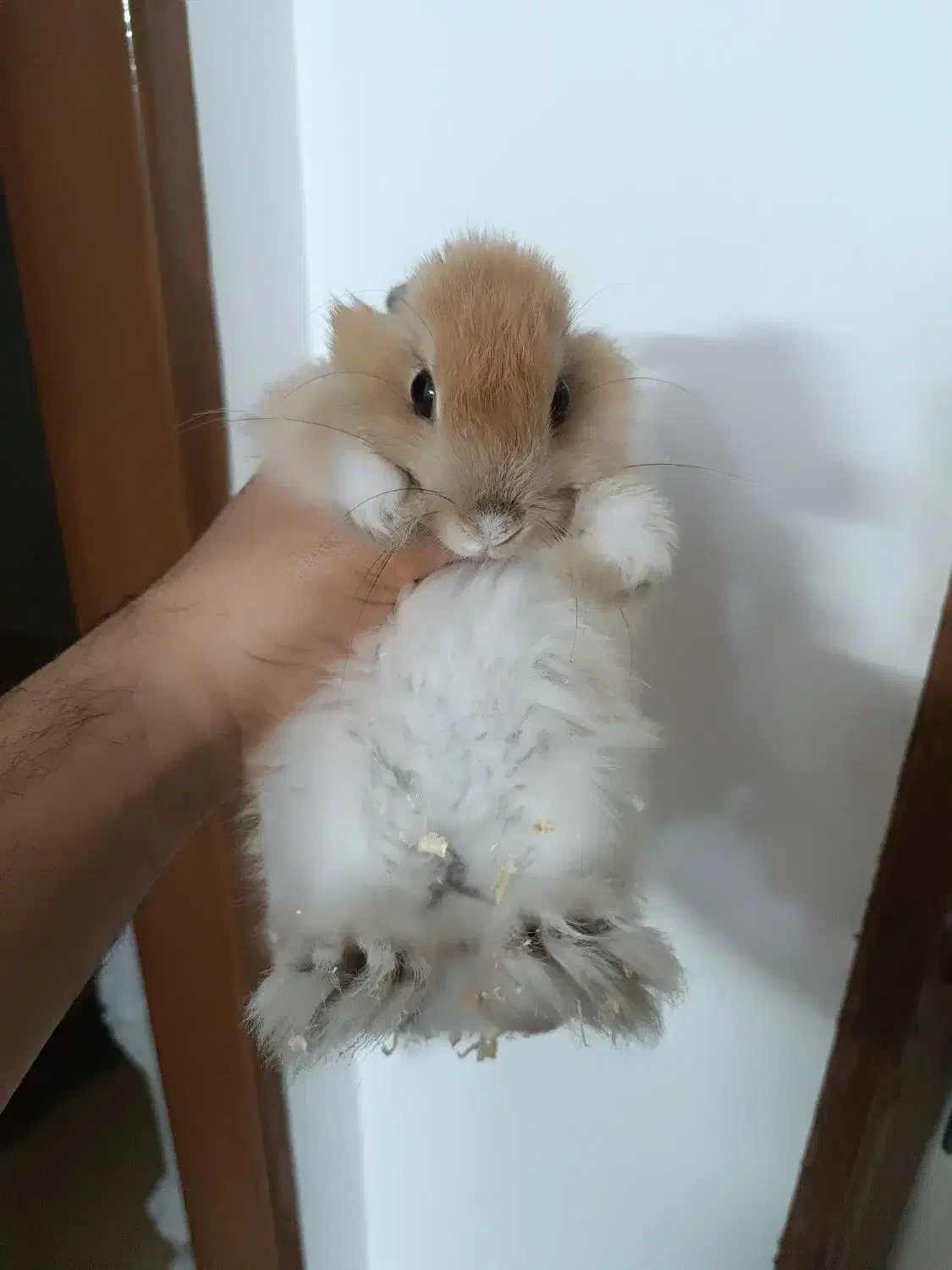 خرگوش|موش و خرگوش|محمدیه-قزوین, |دیوار