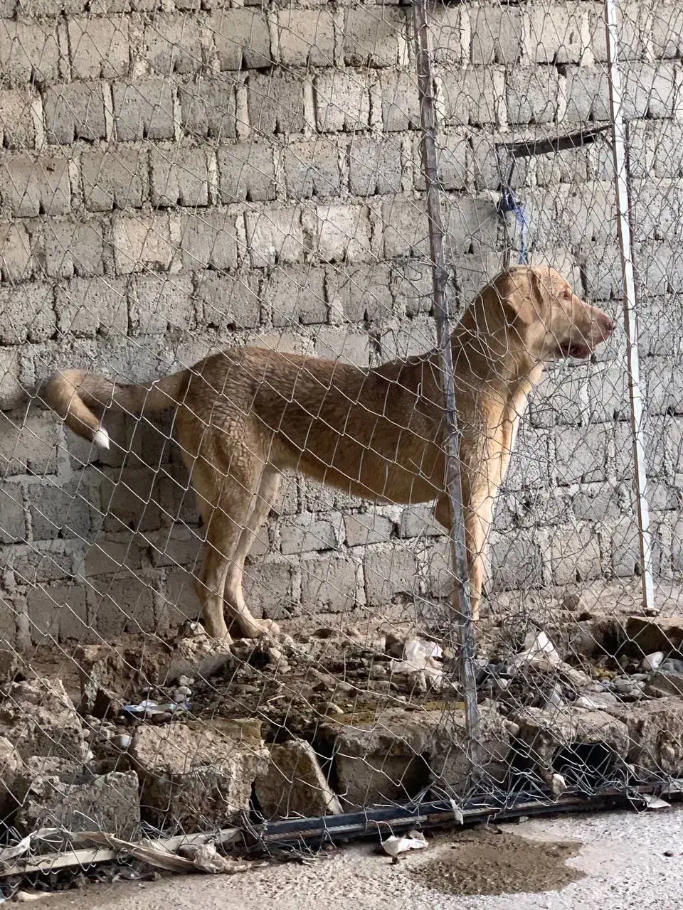 واگذاری پژدر ۱۱ماهه|سگ|بوکان, |دیوار