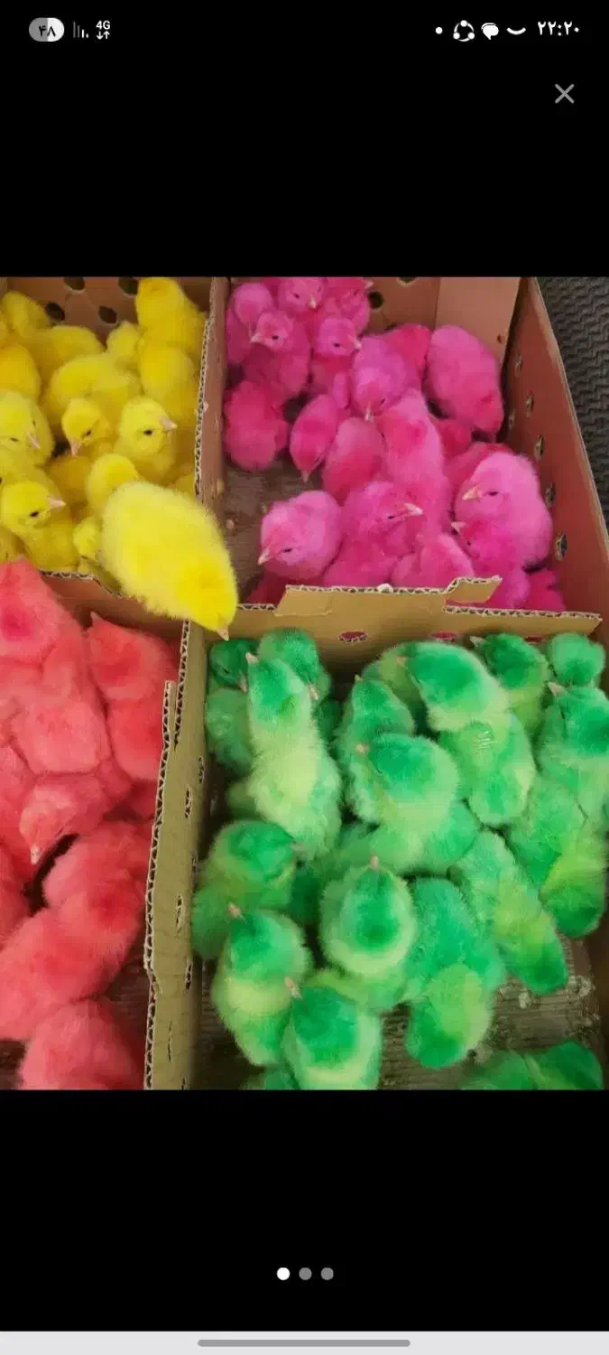 جوجه رنگی اردک|حیوانات مزرعه|امیدیه, |دیوار