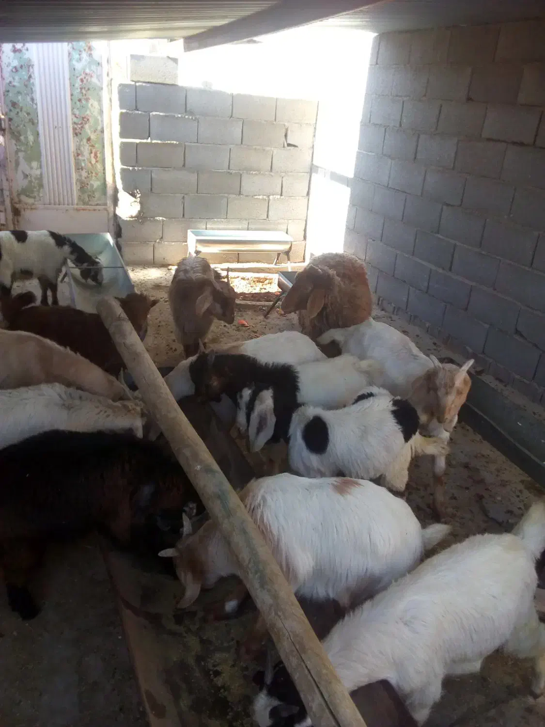 بزغاله|حیوانات مزرعه|شهرضا, |دیوار