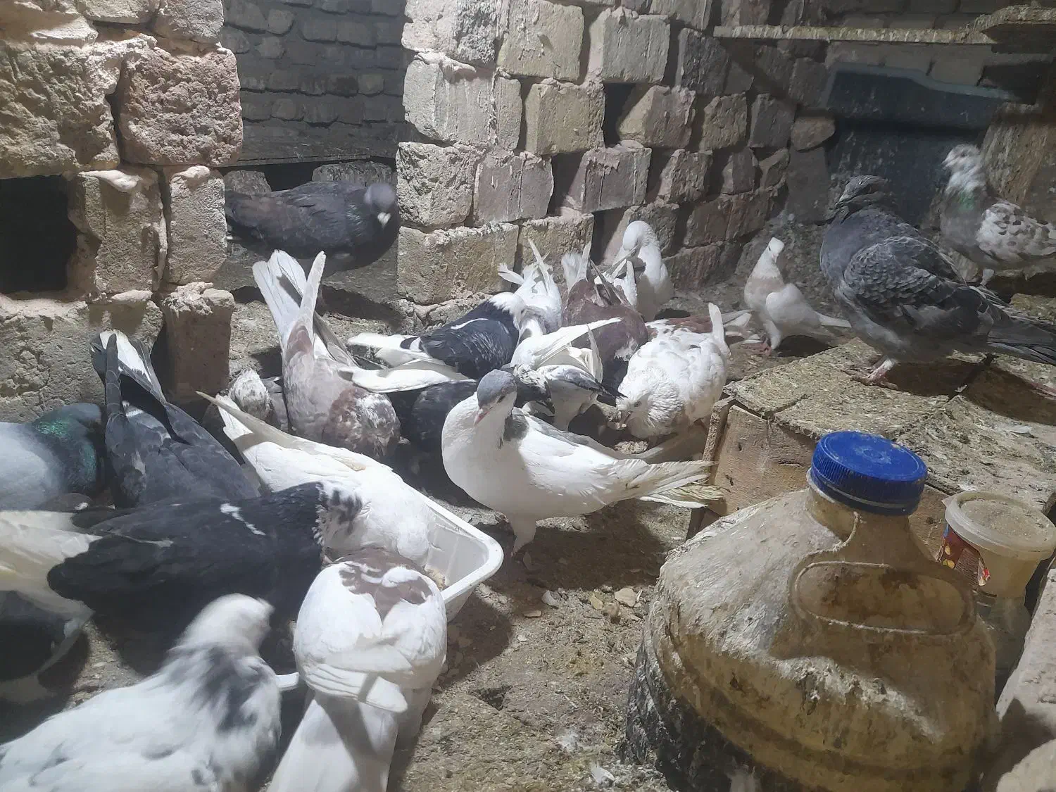 کبوتر|پرنده|سبزوار, طبرسی (جعفرآباد)|دیوار