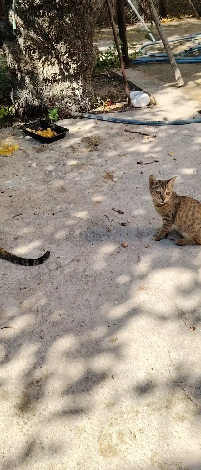 واگذاری گربه|گربه|بوشهر, |دیوار