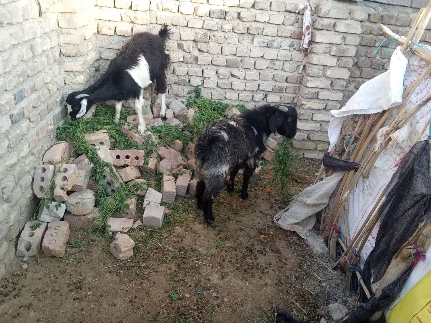 معاوضه|حیوانات مزرعه|ایرانشهر, |دیوار