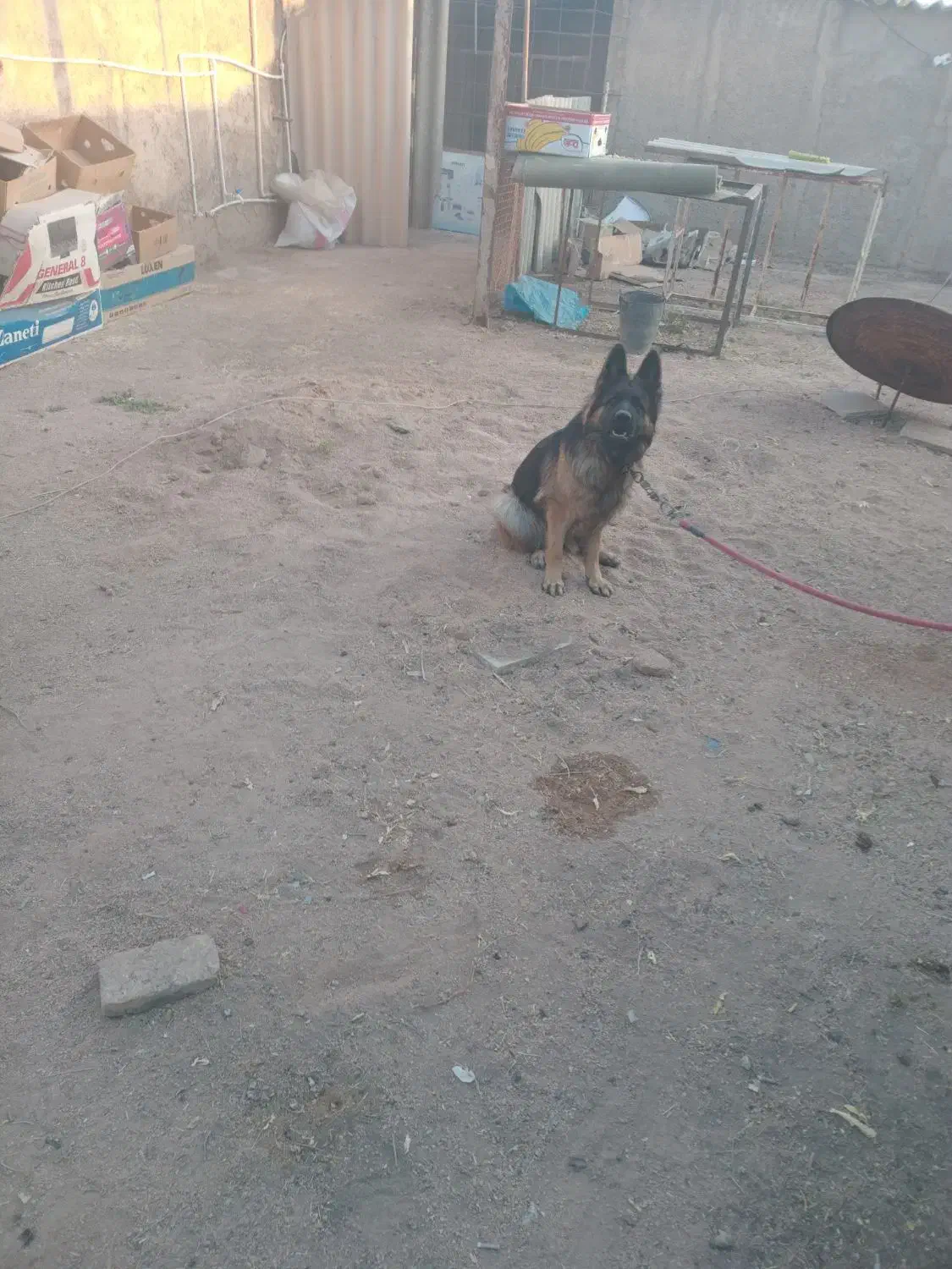 سگ ماده ژرمن شولان. اصل ژرمنی|سگ|طبس, |دیوار