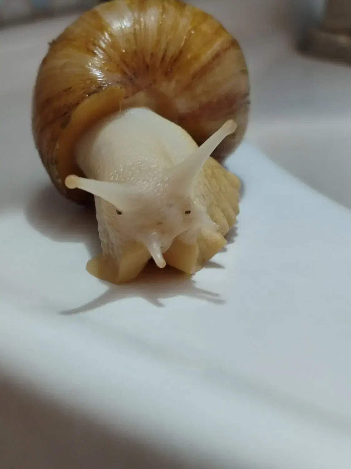 فروش حلزون آچاتینا|خزنده|شهرضا, |دیوار