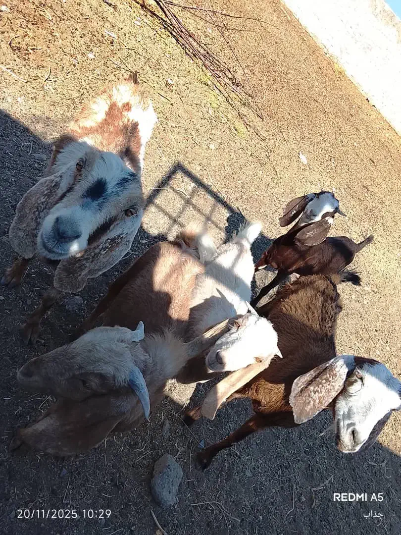 بز فروشی|حیوانات مزرعه|زاهدان, |دیوار