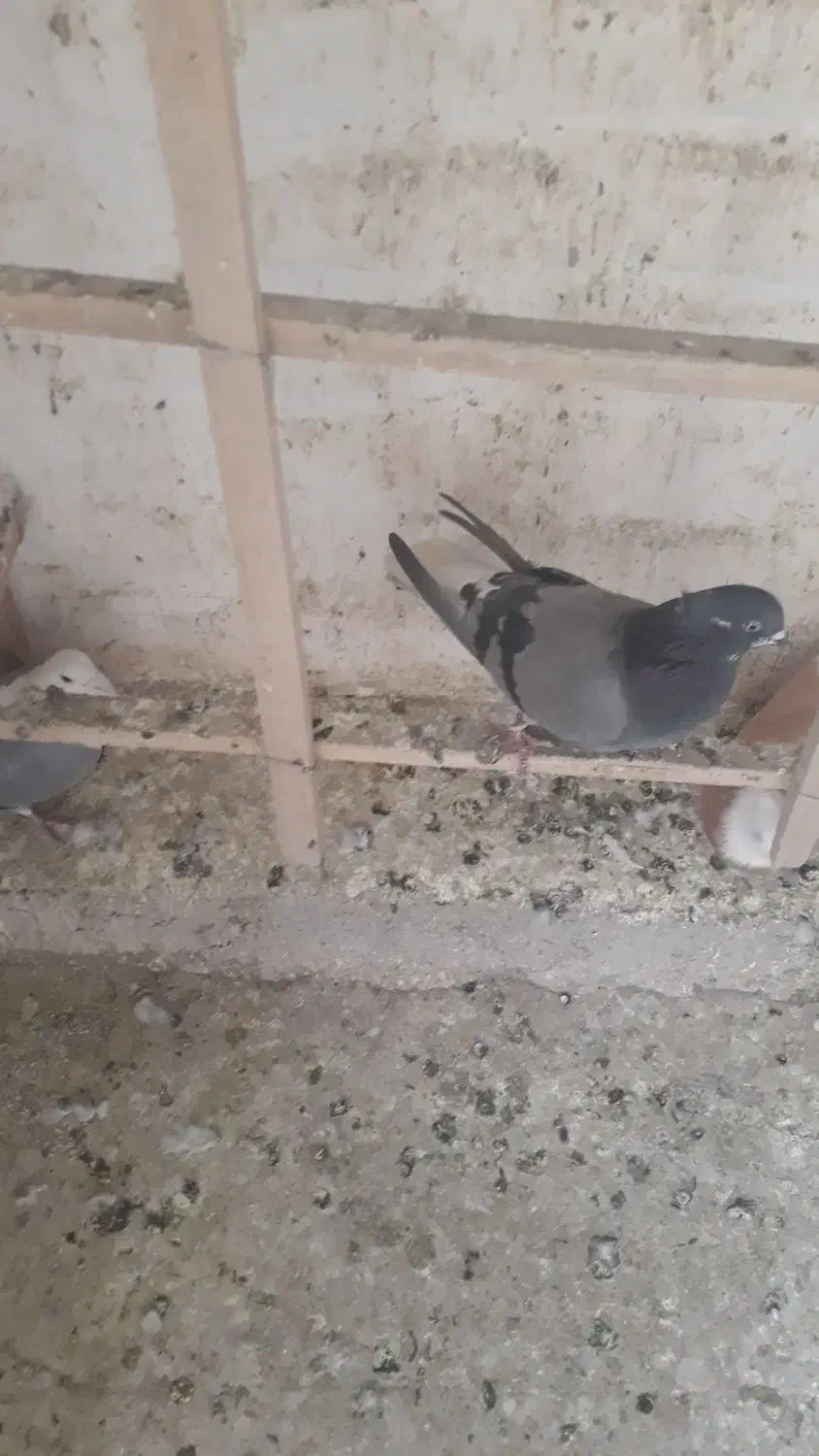 گفتر پرشی|پرنده|شهر ری, دولتآباد|دیوار