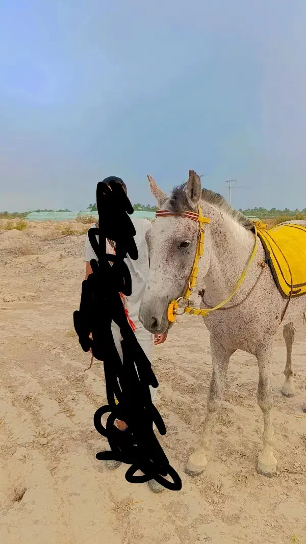 اسب نریان|اسب و تجهیزات اسب‌سواری|جیرفت, |دیوار