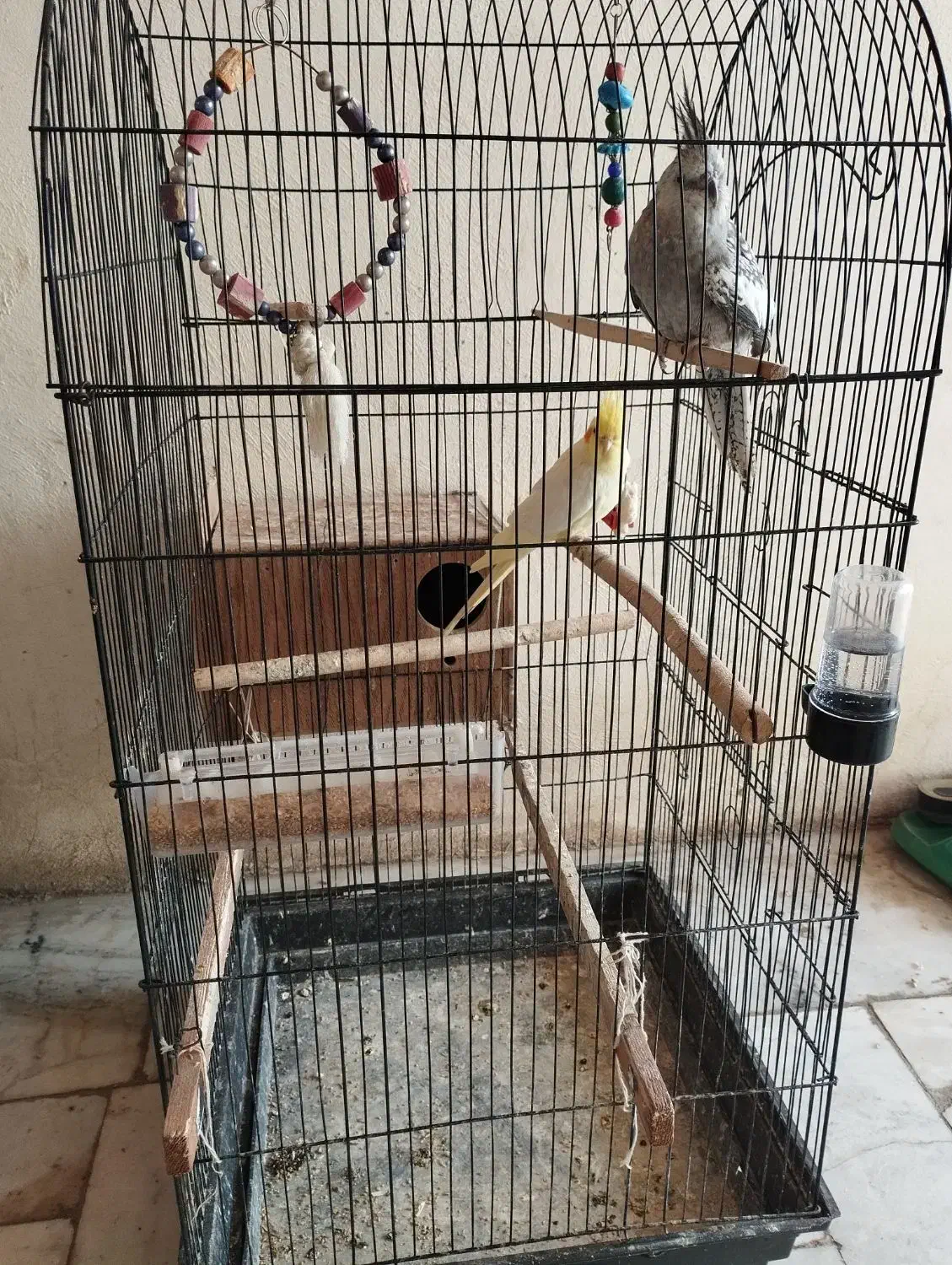 عروس هلندی|پرنده|رامیان, |دیوار