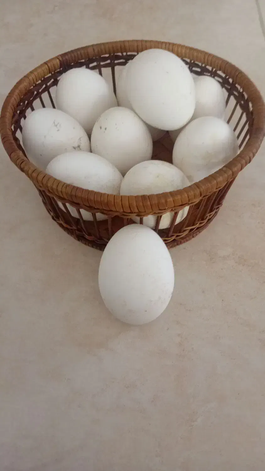 تخم غاز|حیوانات مزرعه|بجنورد, |دیوار