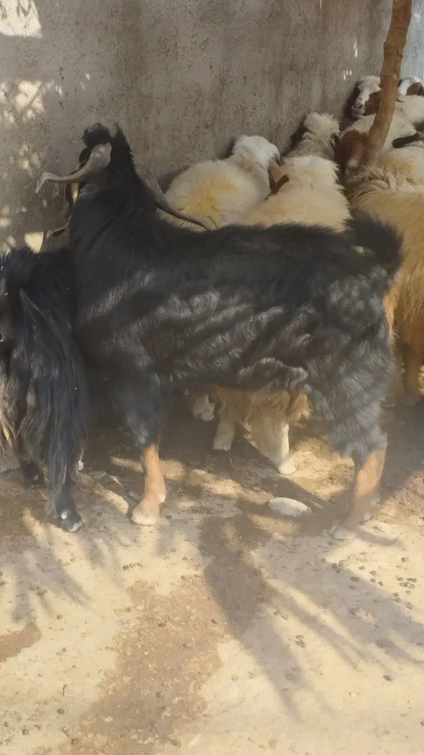 بز نر|حیوانات مزرعه|دره شهر, |دیوار