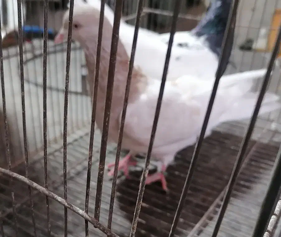 کله ماده|پرنده|مشهد, باغون آباد|دیوار