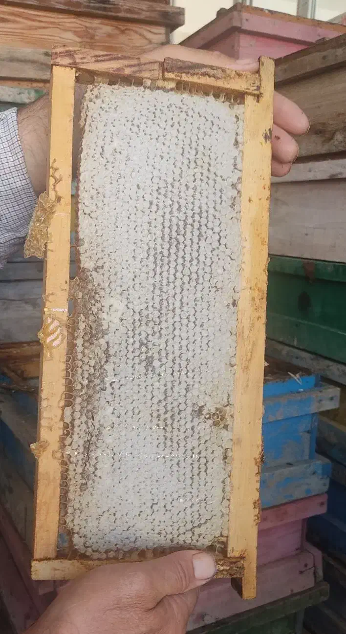 سبلان|خوردنی و آشامیدنی|مشگین شهر, |دیوار