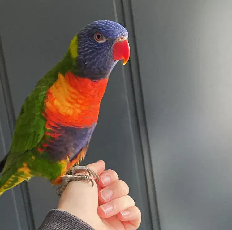 طوطی لوری کیت لری کیت|پرنده|چهاردانگه (تهران), |دیوار