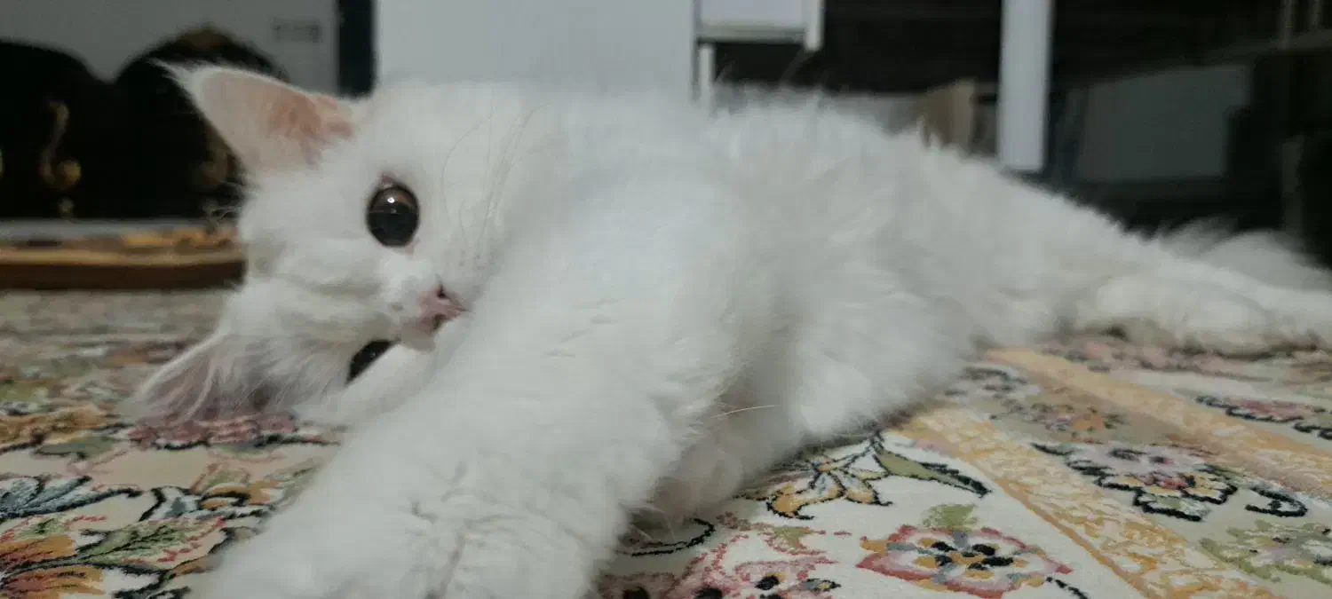 گربه پرشین|گربه|میاندوآب, |دیوار