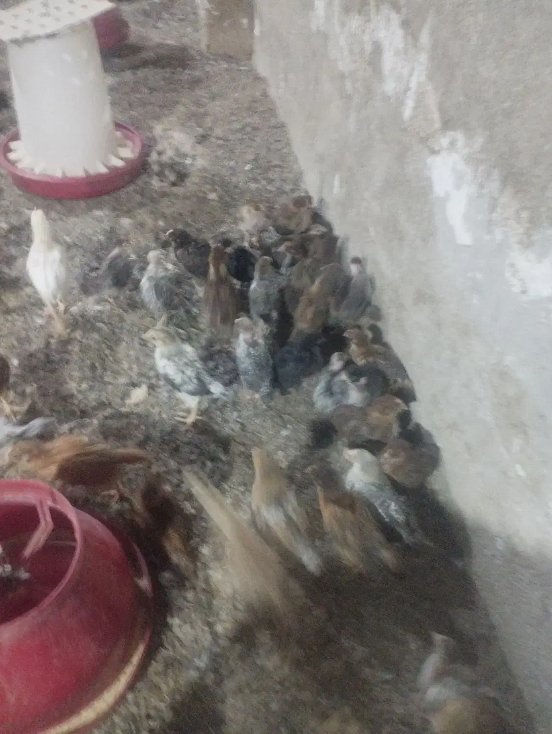 جوجه محلی ۱۸۰ عدد یکجا حراج|حیوانات مزرعه|بهبهان, |دیوار