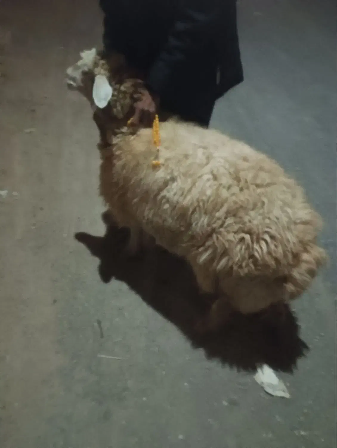 فروش یک میش چاق|حیوانات مزرعه|میان ولایت, |دیوار