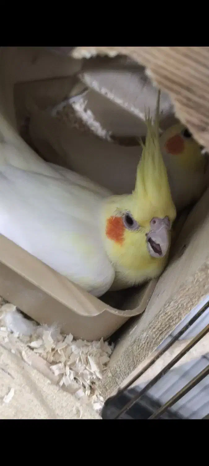 عروس هلندی لوتینو مولد|پرنده|عسلویه, |دیوار