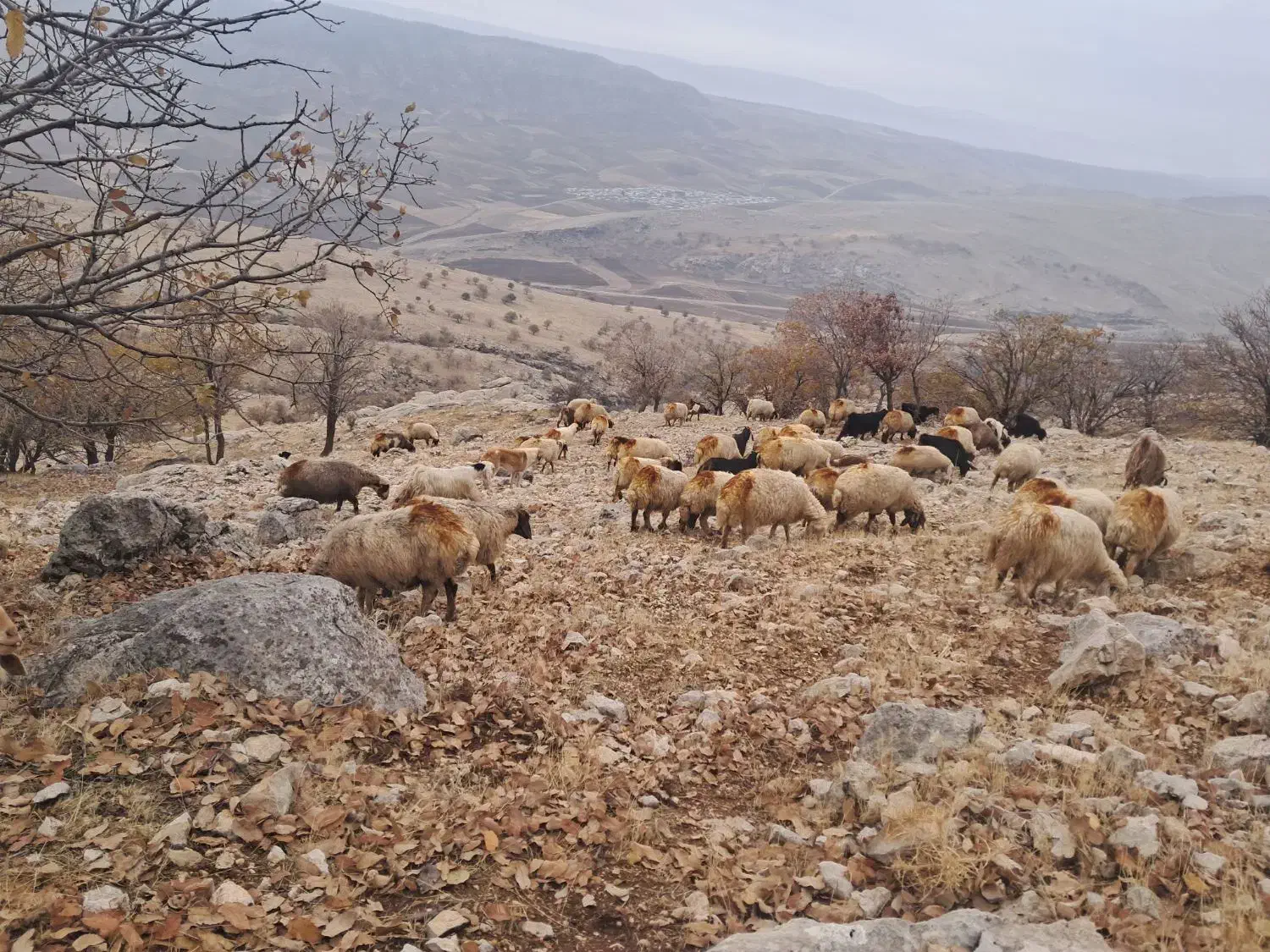 گوسفند داشتی شک|حیوانات مزرعه|چرداول, |دیوار