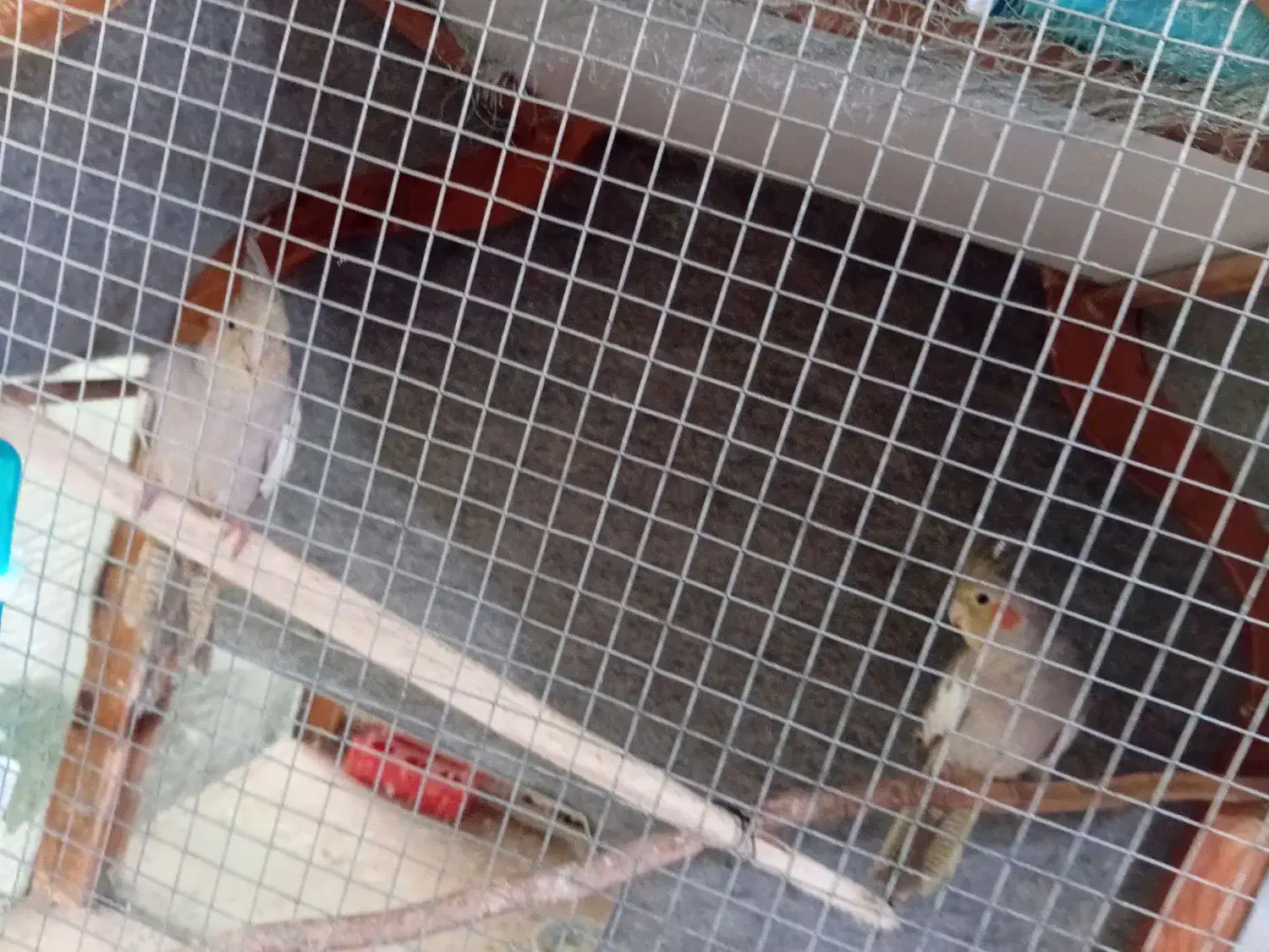 دوتا عروس هلندی|پرنده|چناران, |دیوار