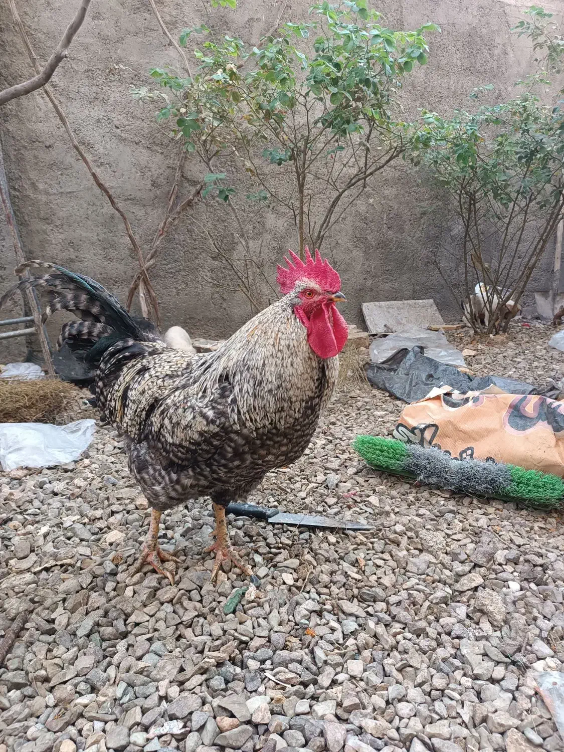 خروس بزرگ وخوشرنگ|حیوانات مزرعه|تربت‌حیدریه, کلاته توکلی|دیوار