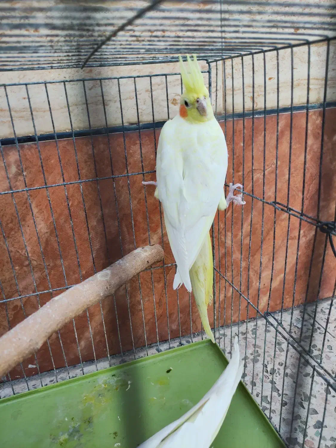 سه جفت عروس هلندی زعفرانی مولد|پرنده|اهواز, کیانشهر|دیوار