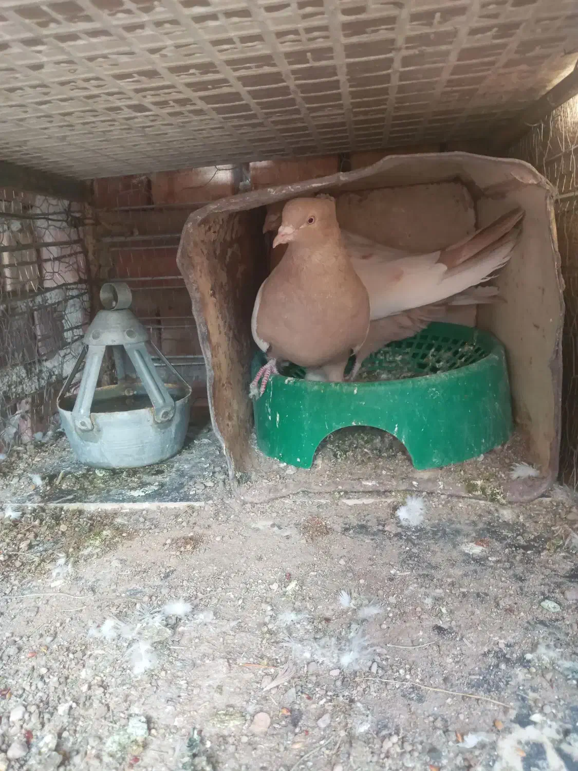 سینه ای|پرنده|زرند, |دیوار